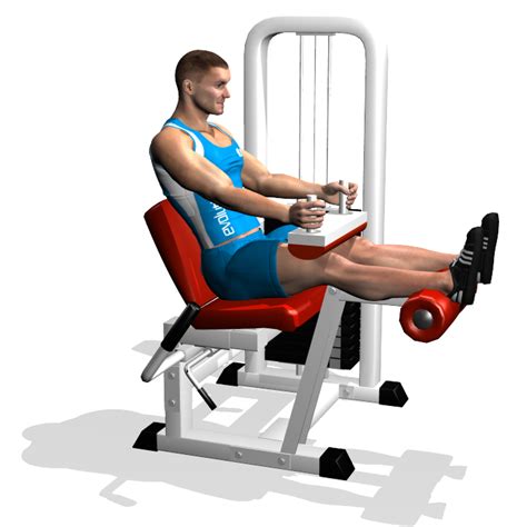 How To Do Seated Leg Curls At Home Home And Garden Reference