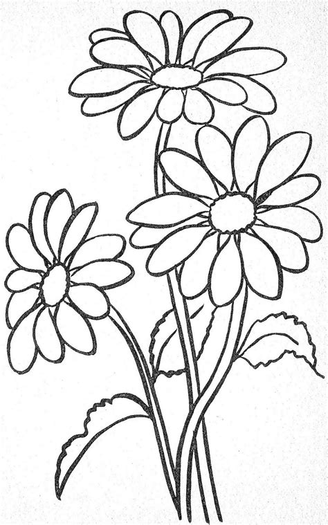 Two Daisies Are Shown In This Black And White Drawing With One Flower