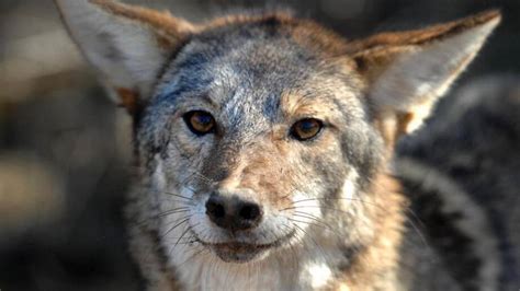 Aggressive Coyotes Roam South Carolina Island Police Say Myrtle