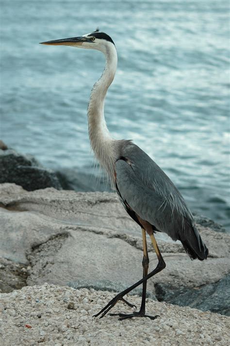 Great Blue Heron Free Stock Photo Public Domain Pictures