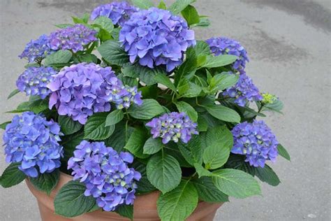 How To Grow Hydrangeas In Containers Gardeners Path
