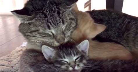 Battle Scarred Feral Cat Spends His Final Days Snuggling Tiny Kittens He Loved Huffpost