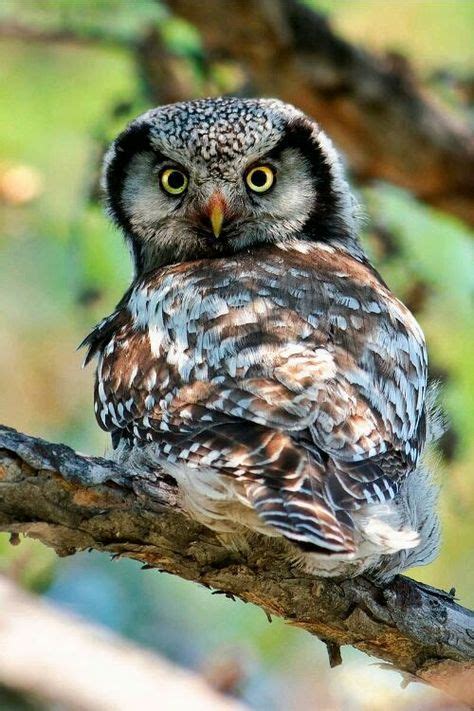 Pin By Stacey Vornbrock On Nature Owl Animals Beautiful Beautiful Owl