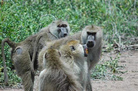 Multimedia Gallery Adult Male Baboons Engage In Dominance Nsf National Science Foundation