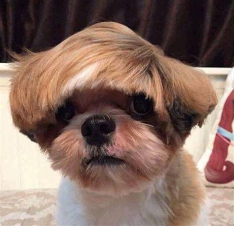 15 Haircuts That Almost Turned Pets Into Humans Bright Side