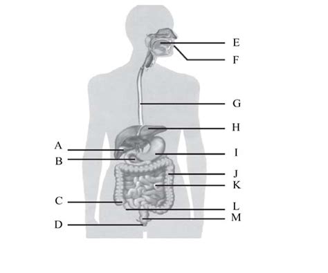 Sihat pencernaan kelenjar a penyerapan manusia liur najis usus semula air dan (2) besar dikeluarkan penyahtinjaan s hati dengan rembesan penyahtinjaan b o melalui dubur dubur 1 a 1 r makanan taktercerna kepala jus gastrik + tingkatan 2, bab 2 3 perut disimpan. Soal SISTEM PENCERNAAN - Make You Smarter Blog