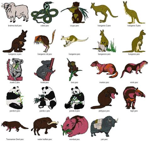 australian animals - Google Search | Forest animals list, Rainforest animals, Rainforest animals ...