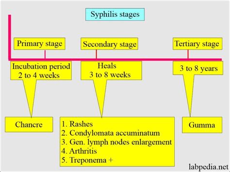 Syphilis Part 1 Syphilis Presentation Treponema Pallidum