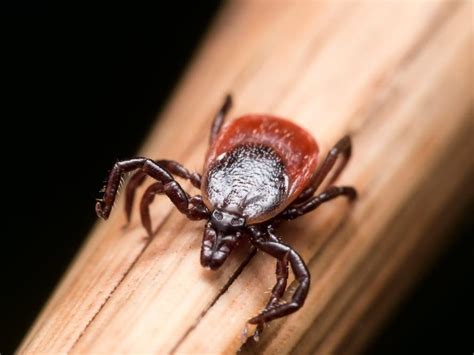 1st Md Death From Rare Tickborne Illness Reported Baltimore Md Patch
