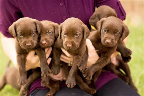 But when they went to check out the new additions, they were shocked to see that one of the puppies fur was green! Wanted *Chocolate Lab Puppy* | Farnborough, Hampshire ...