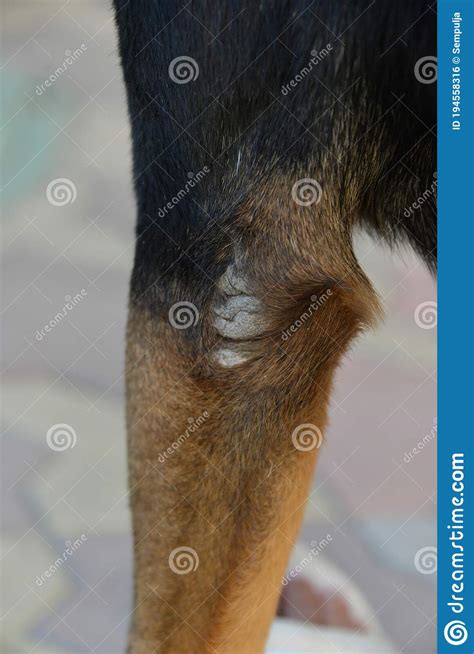 There Is A Bald Spot On The Dog`s Elbow Stock Photo Image Of Outdoor
