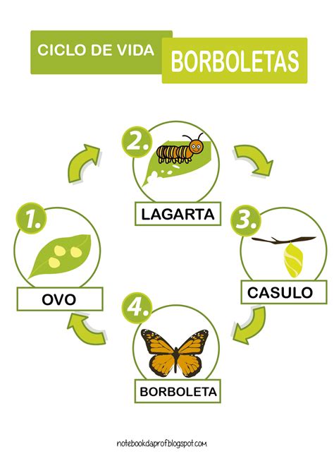 Ciclo De Vida Borboleta