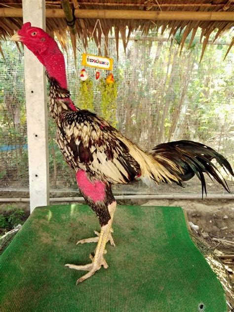 See more ideas about bangkok, ciri, game fowl. Sabung Ayam Vietnam - 1 - Sabung ayam sv388 adalah ...