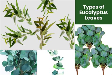 Different Types Of Eucalyptus Leaves Embracegardening