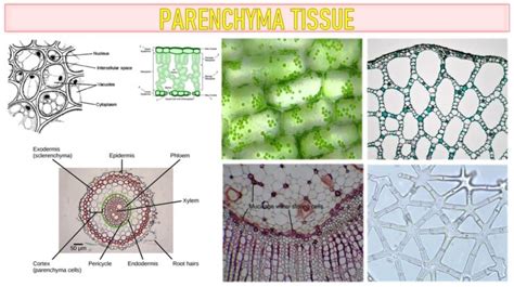 Parenchyma Tissue Characteristics Types And Functions Free Biology