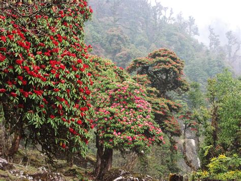 Rhododendron National Flower Of Nepal Lali Gurans National Flower