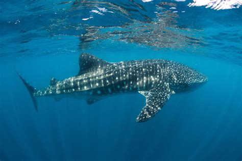 Western Australia Marine Parks Australian Marine Conservation Society