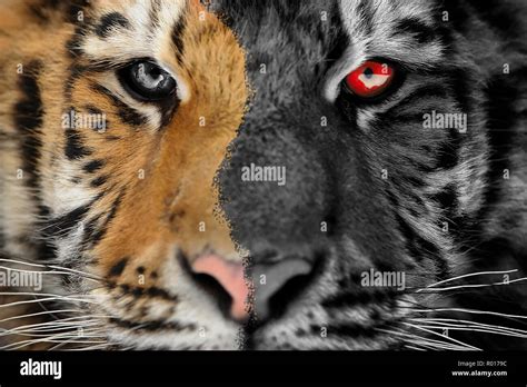 Tiger Scary Horror Portrait Halloween Or Ghost Style Stock Photo Alamy