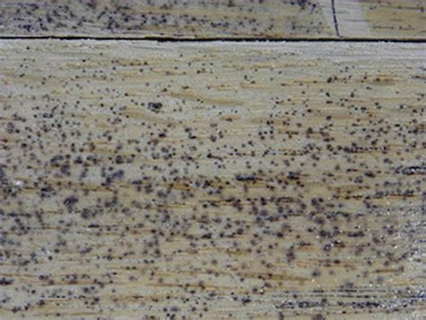 What Causes Mysterious Black Spots In Wood Floors Wood Floor Business