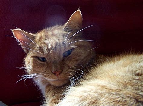 Erik The Cat Bedhead 1st April 2020 Home Stafford Uk He Ki Flickr