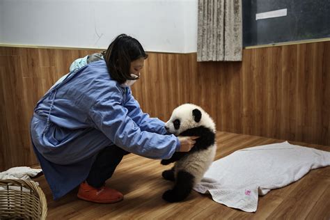 Learn Why The Pandas Are Chinas New Diplomats Time