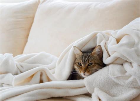 Cat Colds Everything You Need To Know Petmd
