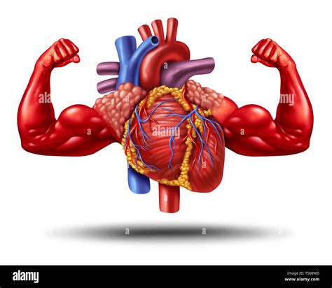 Musculo Corazon