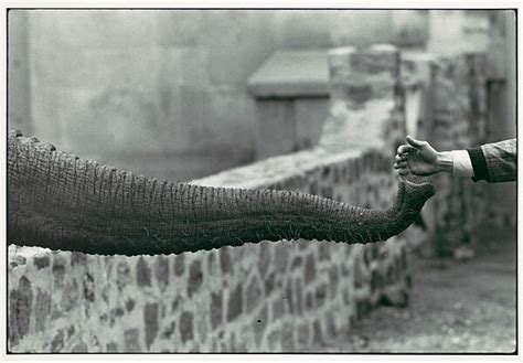 Garry Winogrand Hand Feeding Elephant Trunk Zoo The Metropolitan