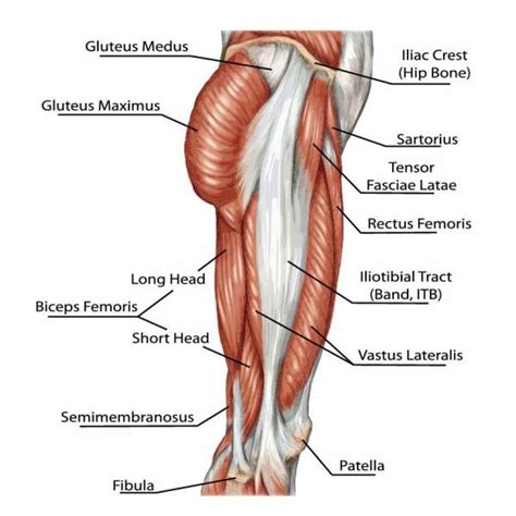 Muscles are generally attached at two points in the body. How to Strengthen the Abductors and Adductors for Hockey ...