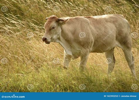Cattle Walking Along The Grassy Fields On A Sunny Day Stock Image Image Of Agriculture Grassy