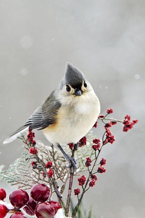 Cute Winter Bird Tufted Titmouse By Christina Rollo Bird Pictures Beautiful Birds Winter Bird