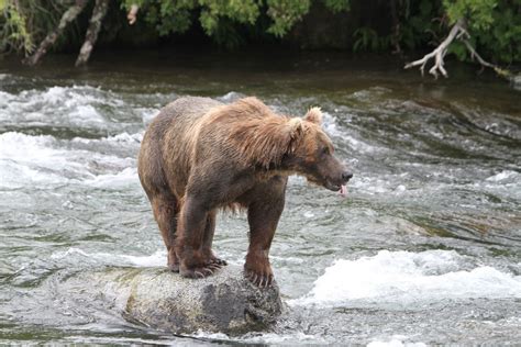 Bear Photography At Brooks Falls Cameralabs