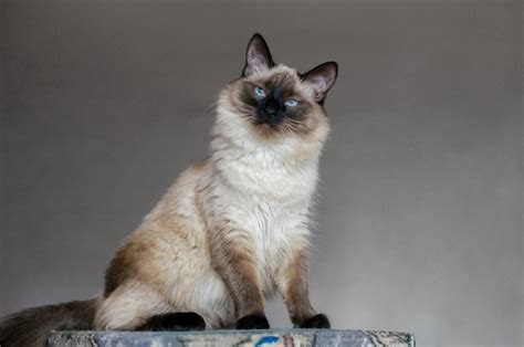 Flame Point Balinese Cat