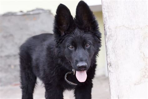 The Black German Shepherd A Guide To This Rare Dog K9 Web