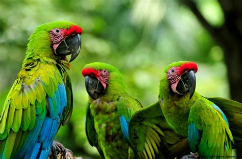Rare Tropical Rainforest Animals Tropical Rainforest Animals List