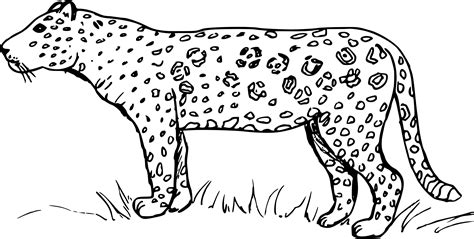 Coloriage jaguar à imprimer