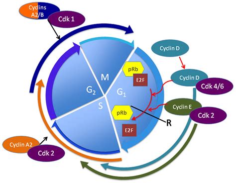 Classical Model Of The Mitotic Cell Cycle G1 Phase Is Initiated By