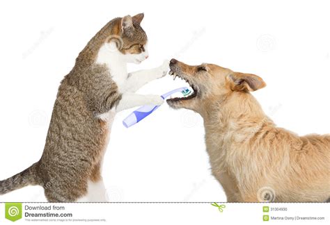 Cute Cat Cleaning A Dogs Teeth Stock Photo Image 31304930