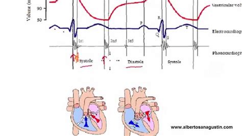 Auscultación Cardíaca 3 Ecg Y Ciclo Cardíaco Auscultacion Cardiaca