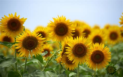 Summer Sunflower Desktop Wallpaper