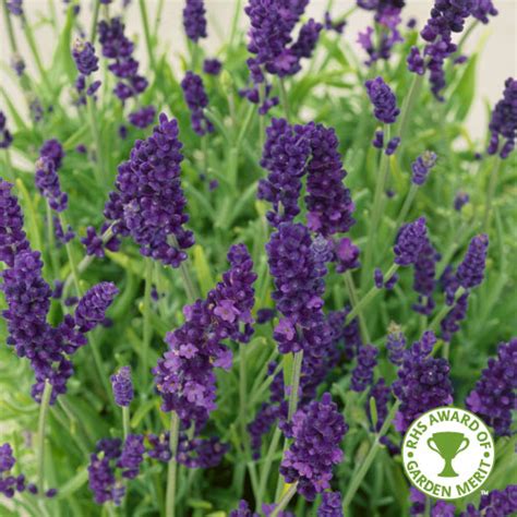 Buy Lavender Plug Plants Online Babyplants