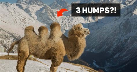 Can Camels Have 3 Humps The Myth Of The Three Hump Camel
