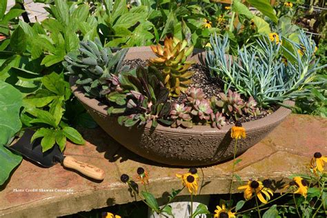 How To Plant Your Own Succulent Container Garden Kellogg
