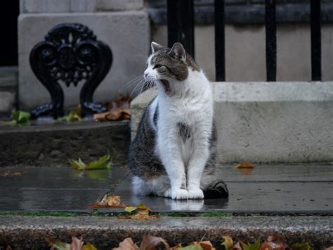 Twitter Is Bowing Down To Larry The Cat Downing Streets Chief Mouser