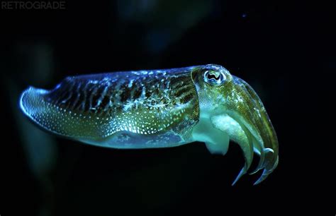 Xtra Inspiration Strange Sea Creature That Glows In The Dark Depths Of