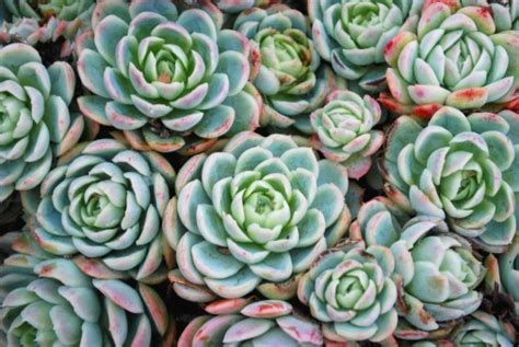 Hens And Chicks Succulent Stock Photo Download Image Now Istock