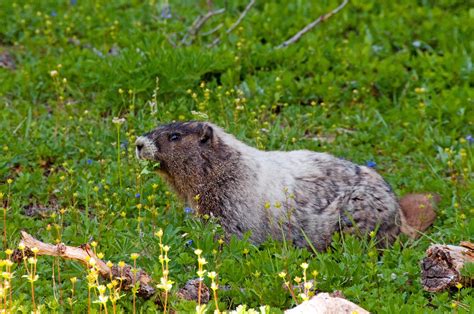 Summerland Marmot Fat And Sassy Marmot In The Summerland M