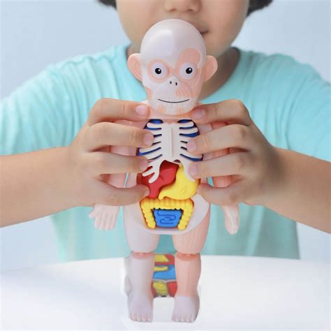 Kids Science Kit Human Body Anatomy Model Learning Educational Toys