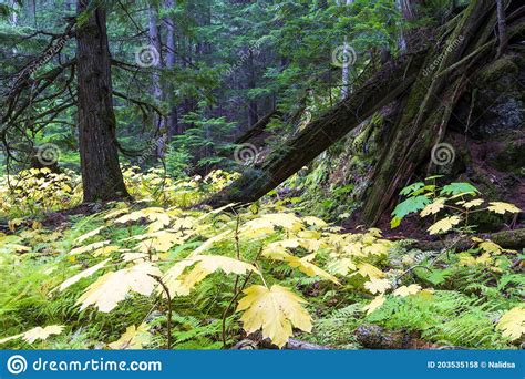 Retallack Cedars Trail Old Growth Forest Stock Photo Image Of British