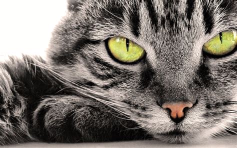 Gray Cat With Green Eyes Hd Wallpaper Background Image 2560x1600